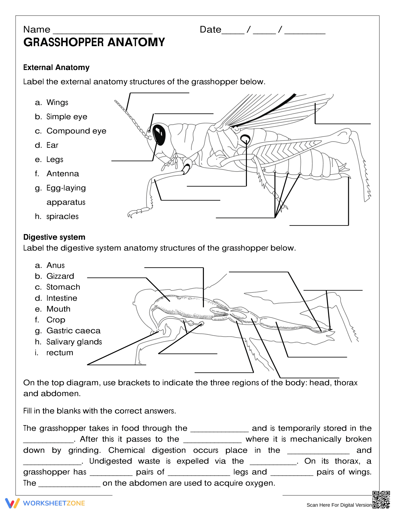 Grasshopper Anatomy Worksheet - Page 1