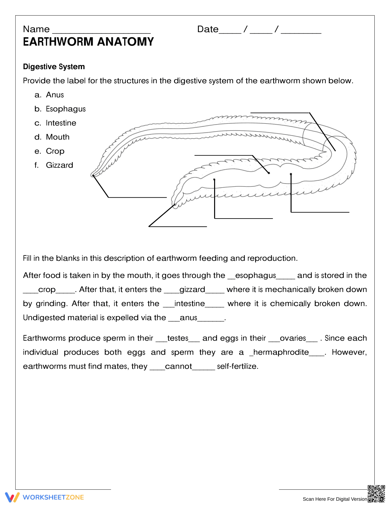 Grade 5 Earthworm Anatomy — Printable No-Prep Worksheet - Page 1