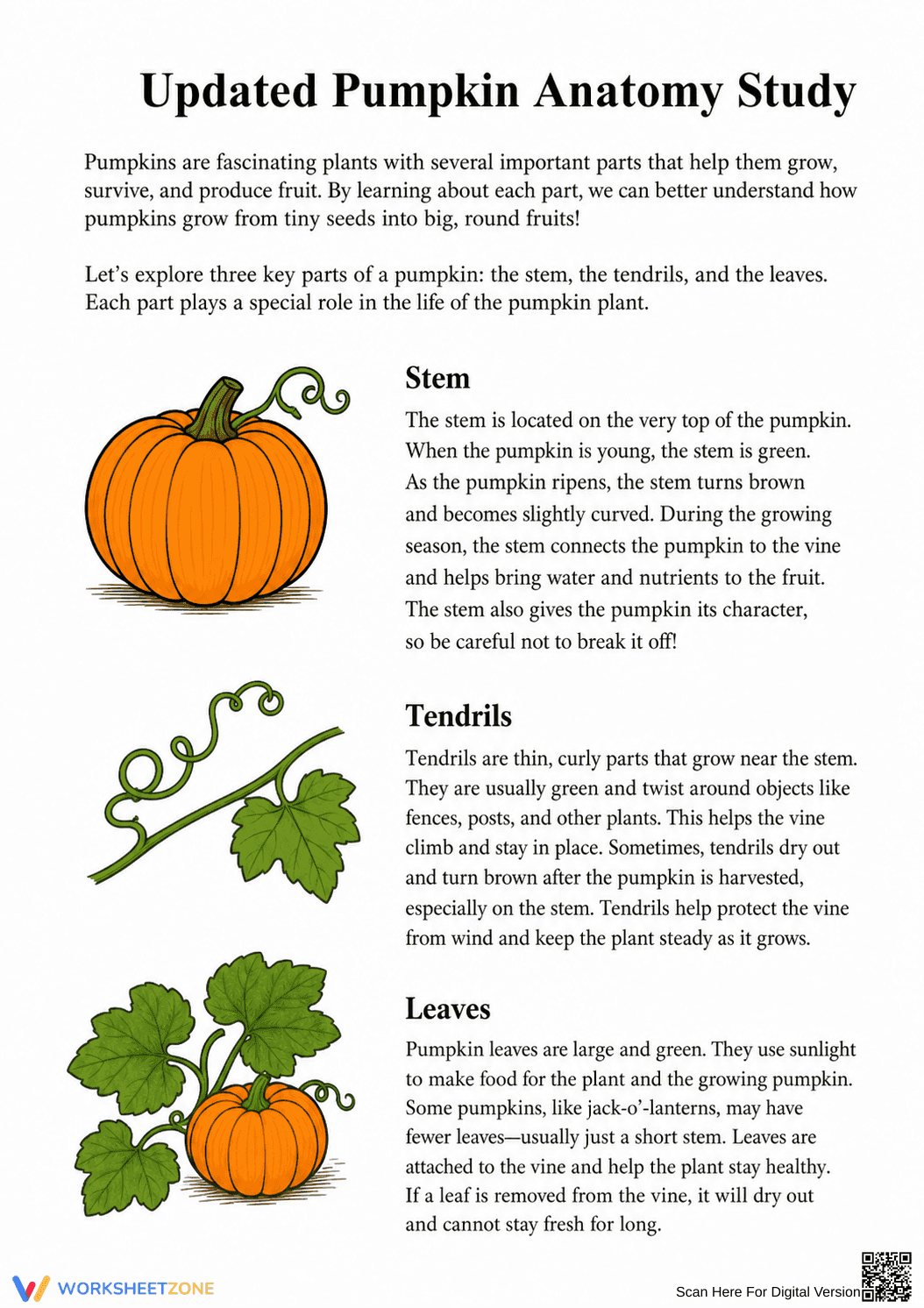 Essential Pumpkin Anatomy Study Guide | Grade 1-2 Science - Page 1