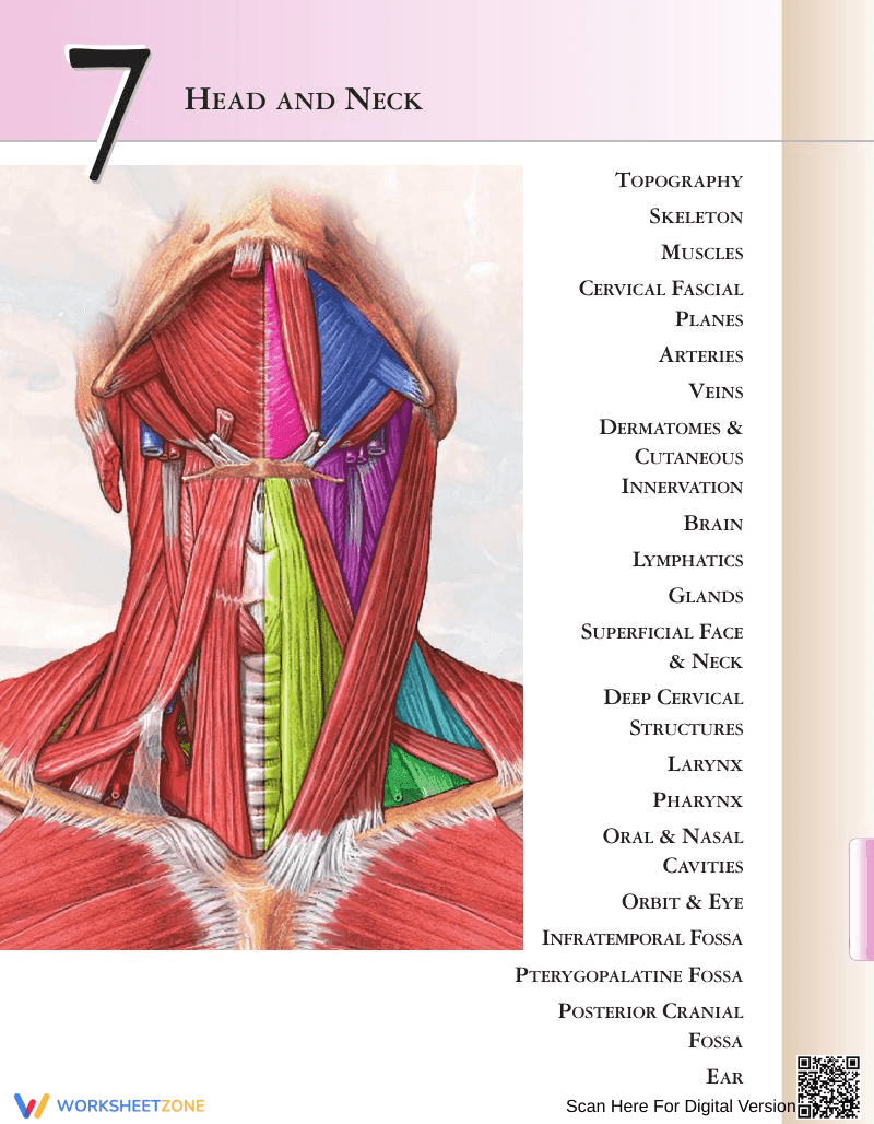 Identifying Neck Muscles - Page 1