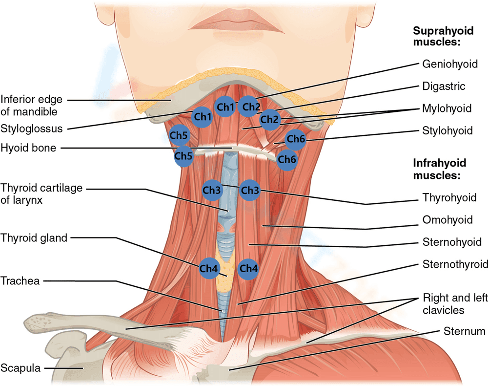 Studying Neck Muscle Anatomy - Page 1