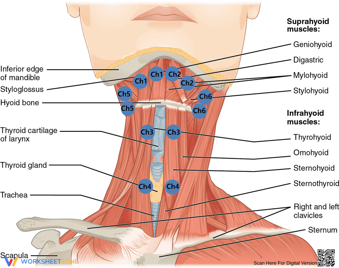 Studying Neck Muscle Anatomy - Page 1
