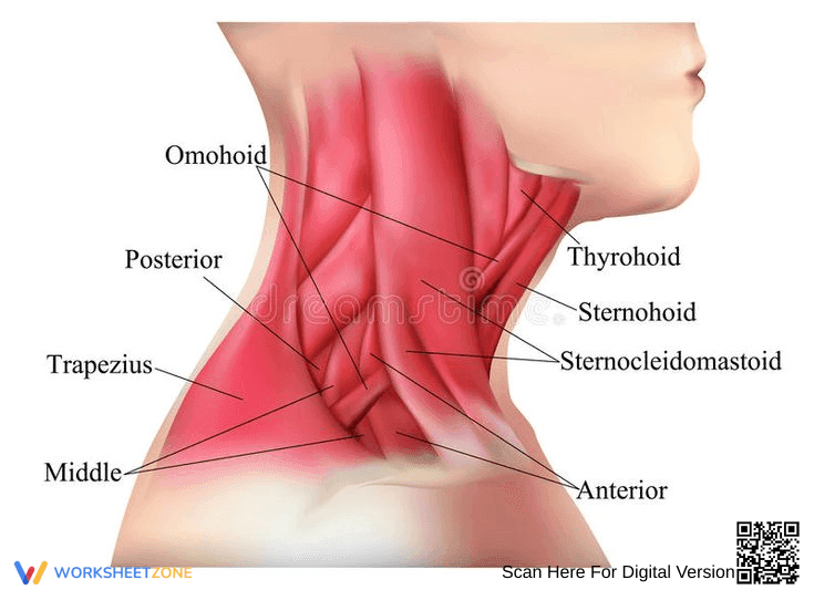 Exploring Muscles of the Neck - Page 1