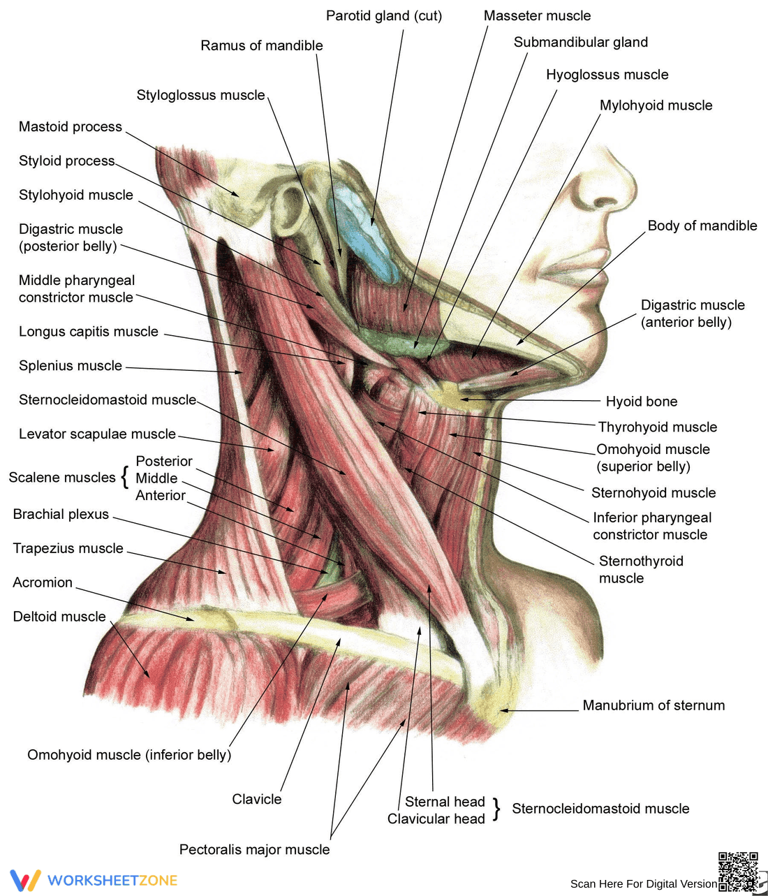 Neck Muscle Anatomy Worksheet - Page 1