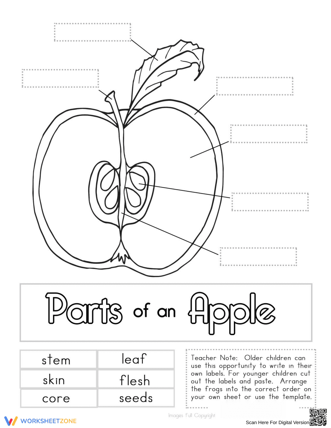 Labeling Parts of an Apple - Page 1