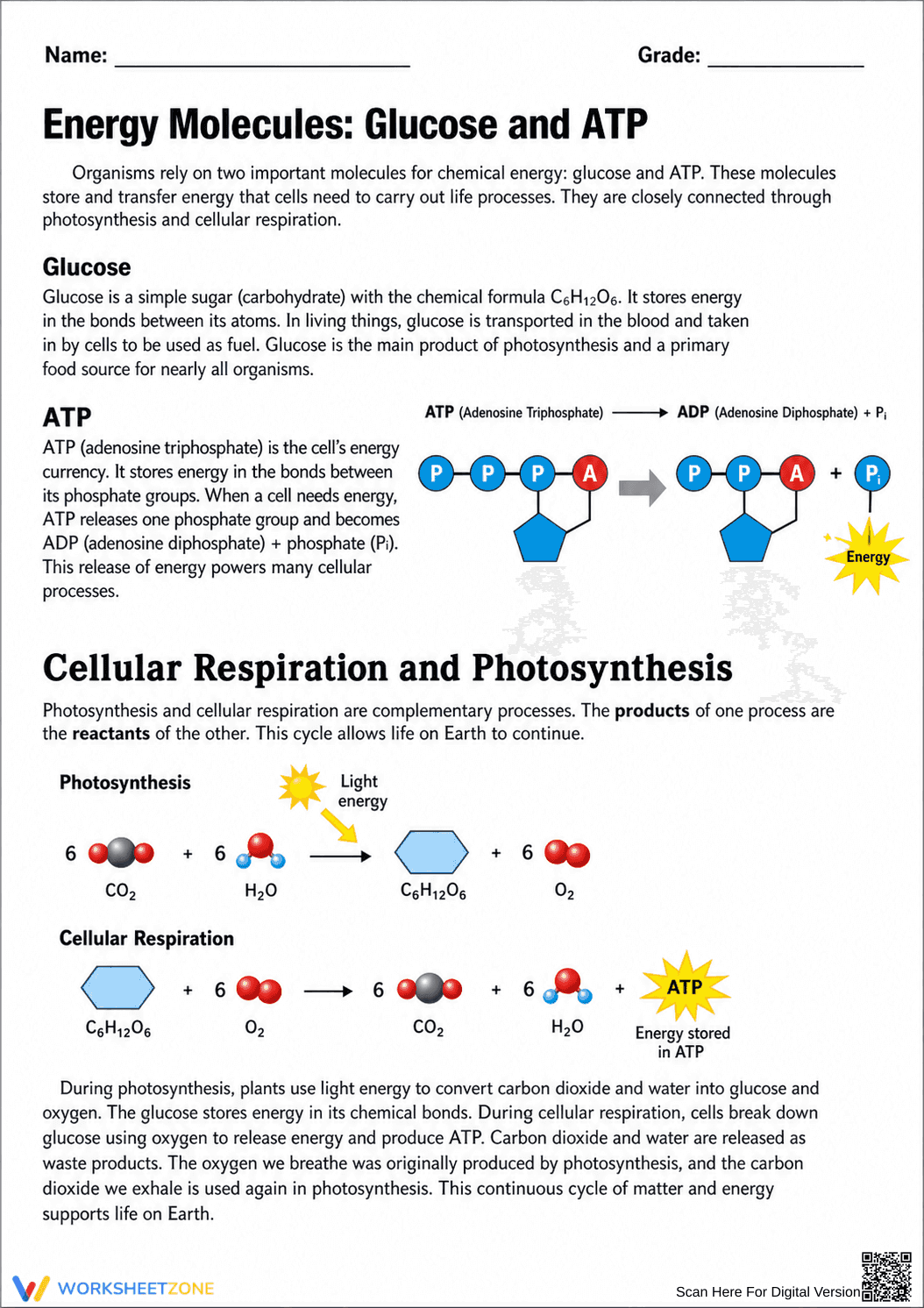 Grade 9 Cellular Respiration — Printable No-Prep Worksheet - Page 1