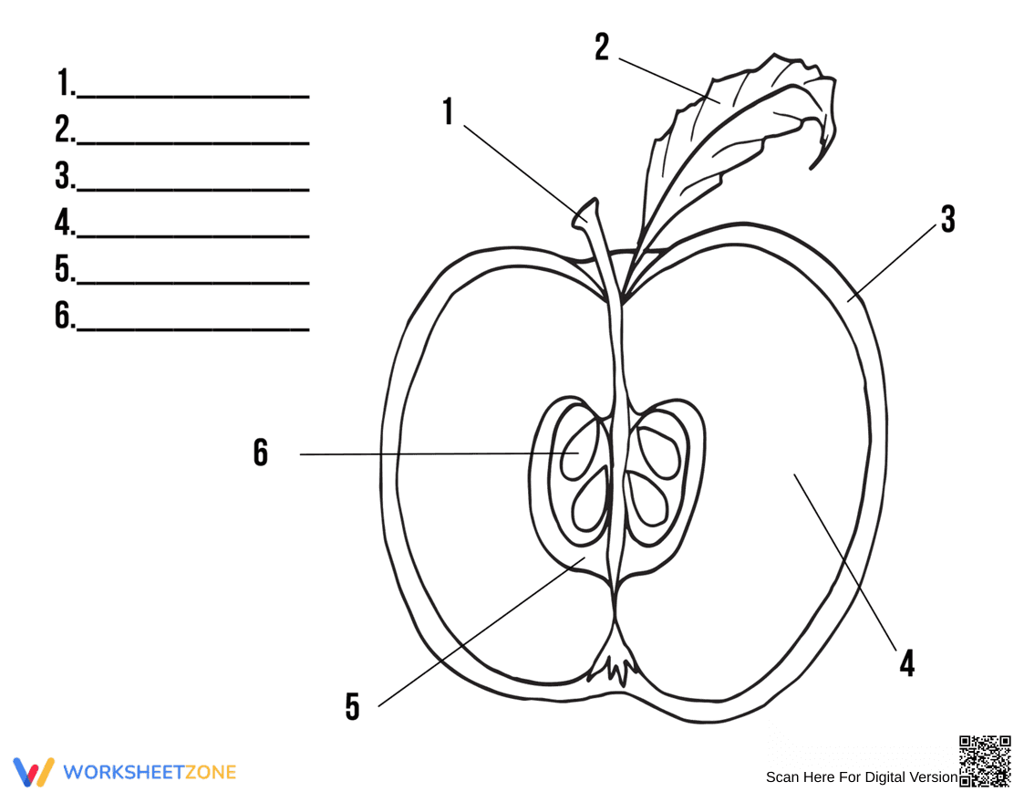 Identifying Apple Parts - Page 1