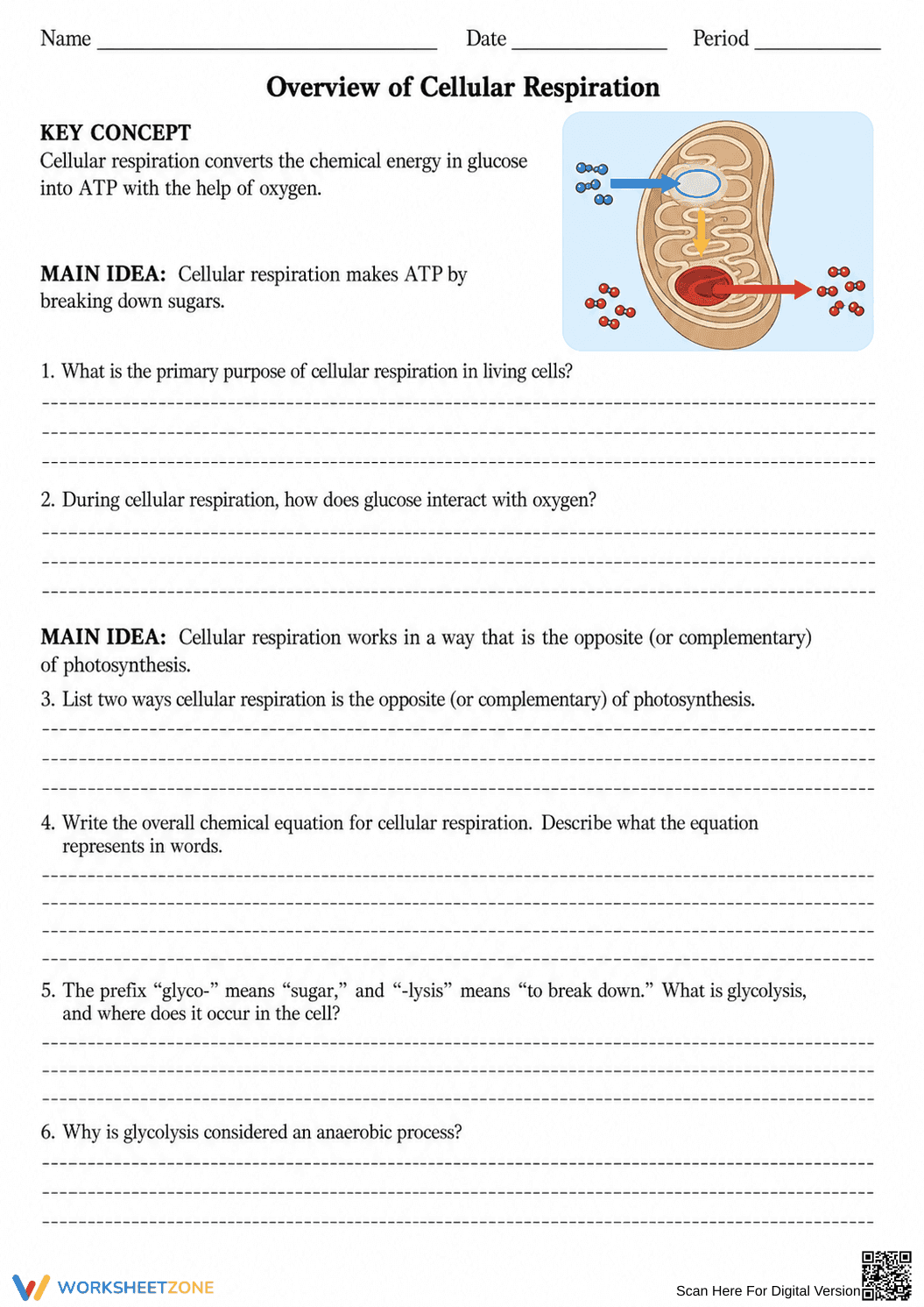 Printable Cellular Respiration Worksheet | Grade 9 Biology - Page 1