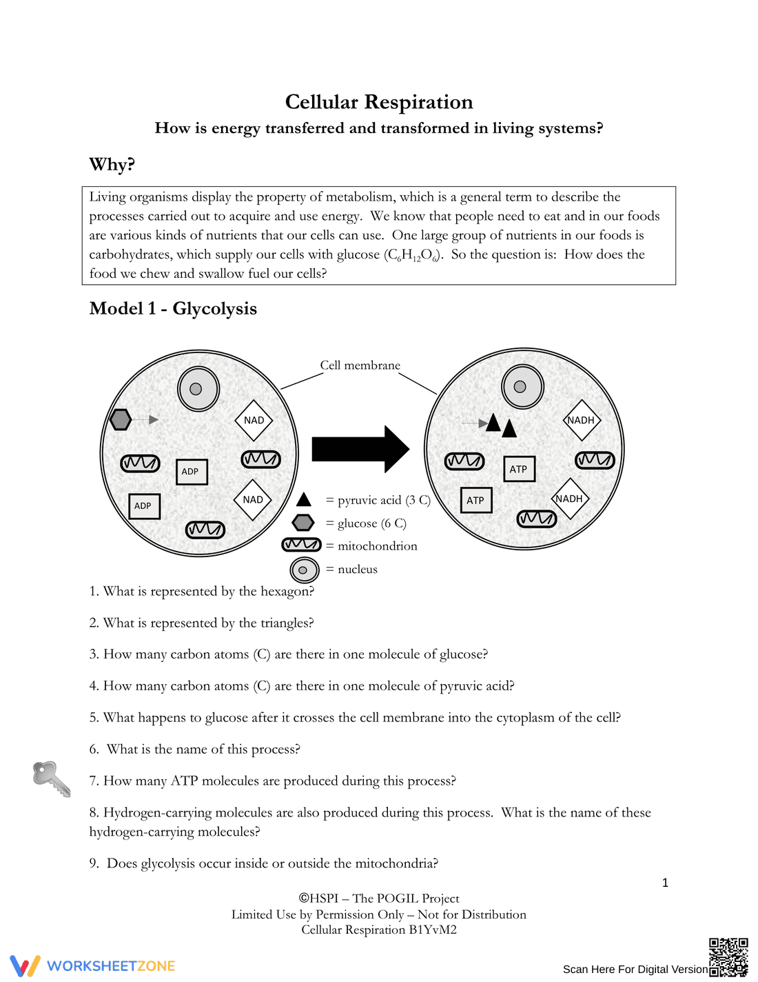 Understanding Cellular Respiration - Page 1