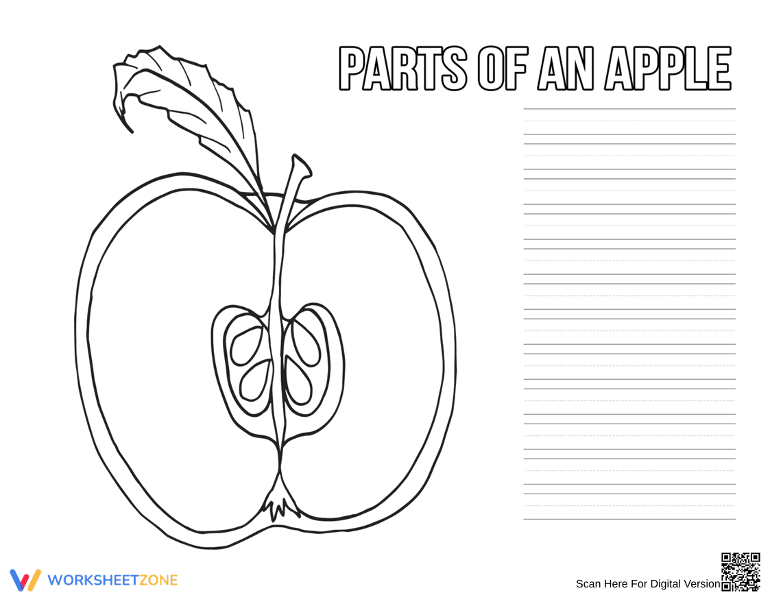 Grade 1 Parts of an Apple — Printable No-Prep Worksheet - Page 1