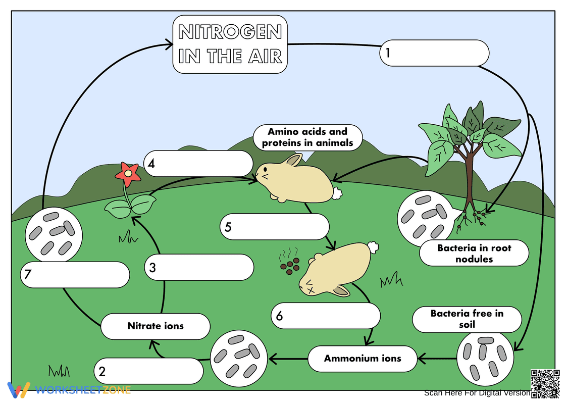 Explore the Nitrogen Cycle - Page 1
