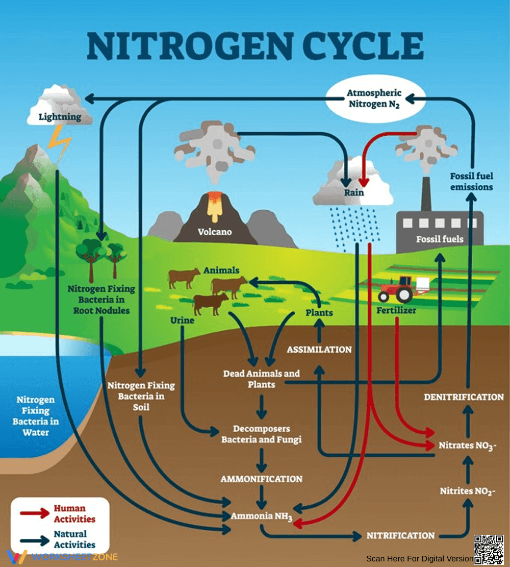 Understand the Cycle of Nitrogen - Page 1