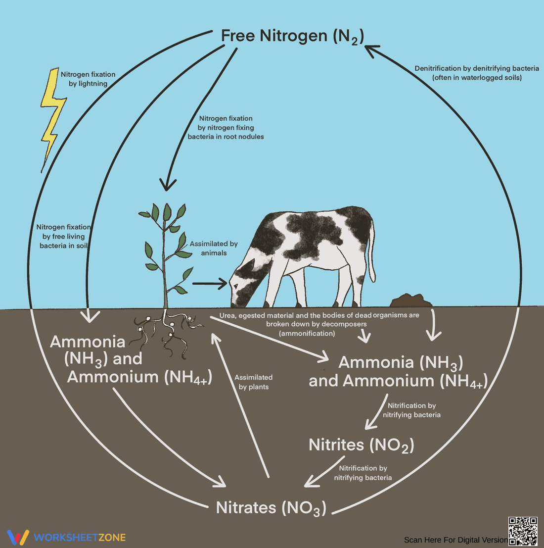 Nitrogen Cycle Worksheet for Students - Page 1