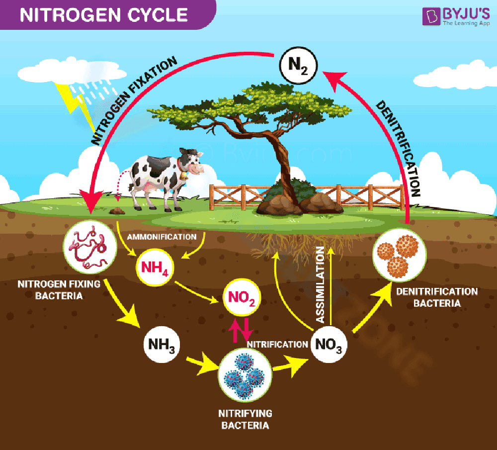 Nitrogen Cycle Comprehension - Page 1