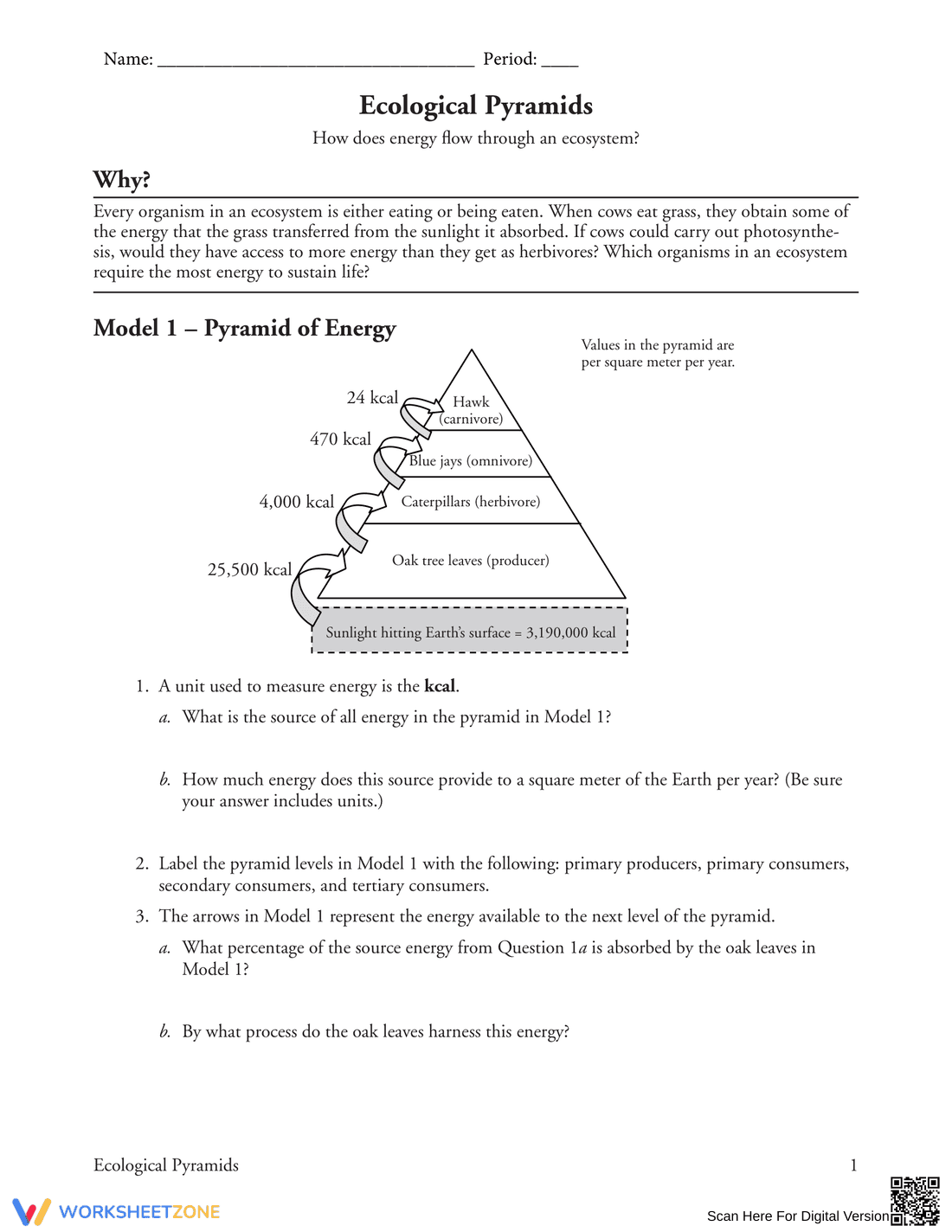 Understand the Pyramid of Energy - Page 1