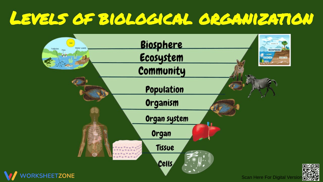 Levels of Biological Organization Worksheet 1 - Page 1