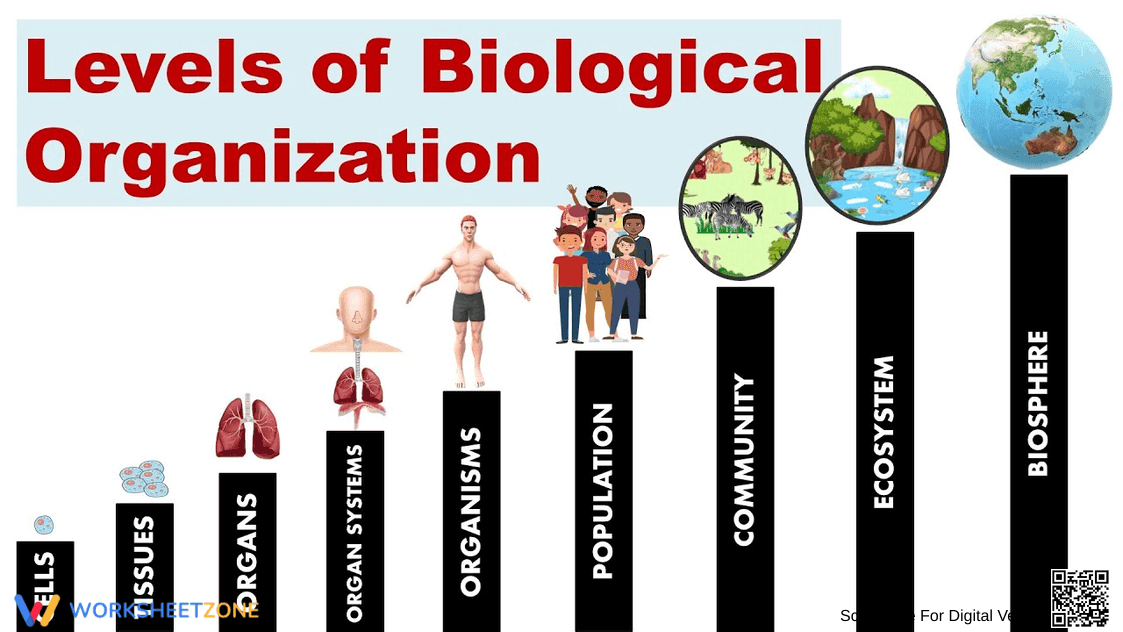 Levels of Biological Organization Worksheet 2 - Page 1
