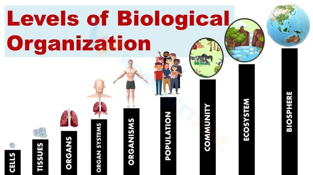 Levels of Biological Organization Worksheet 2 - Page 1