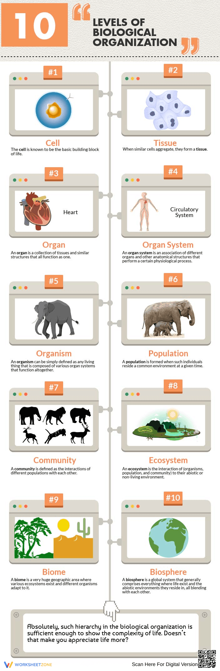 Levels of Biological Organization Worksheet 3 - Page 1
