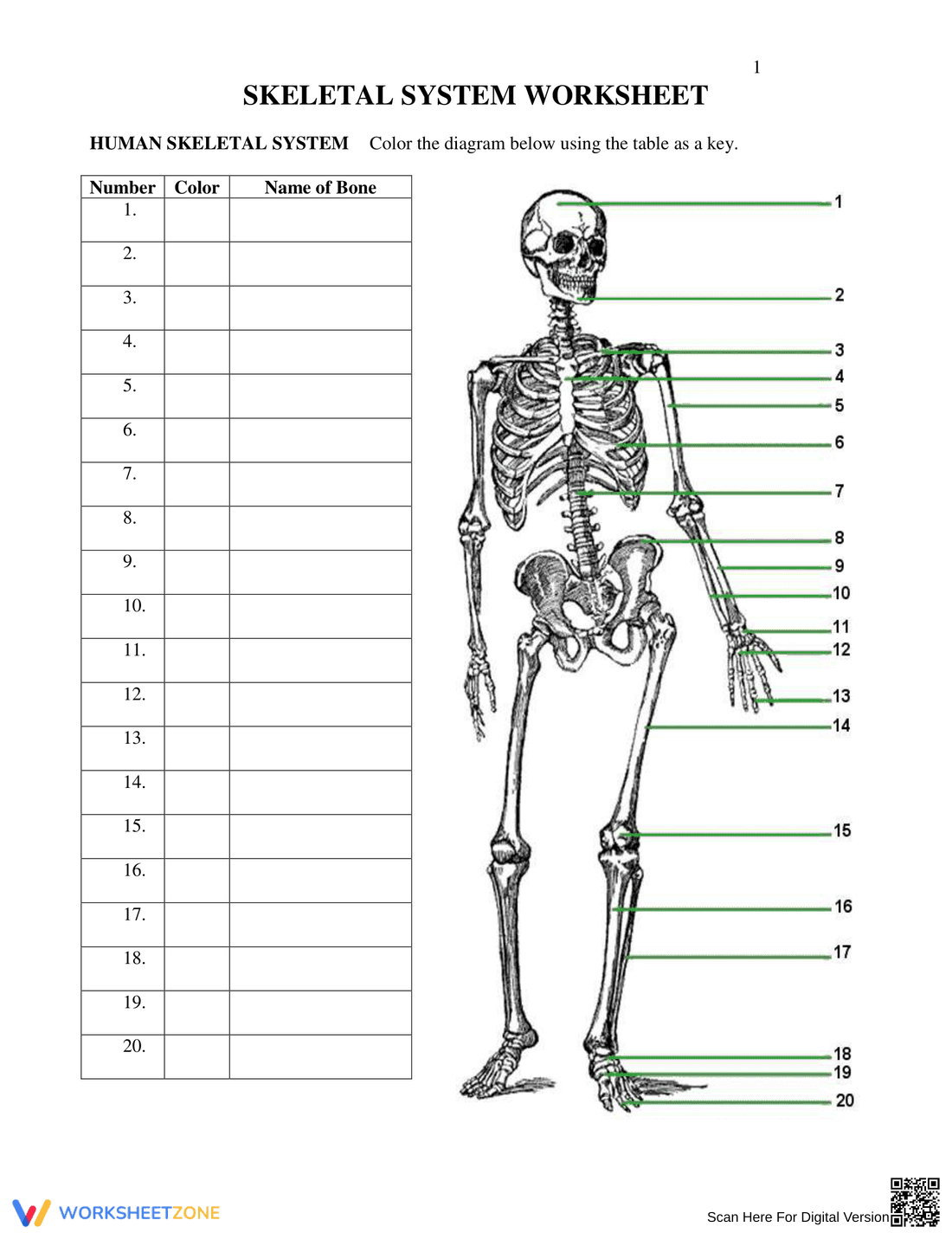 Skeletal System Anatomy Worksheet - Page 1