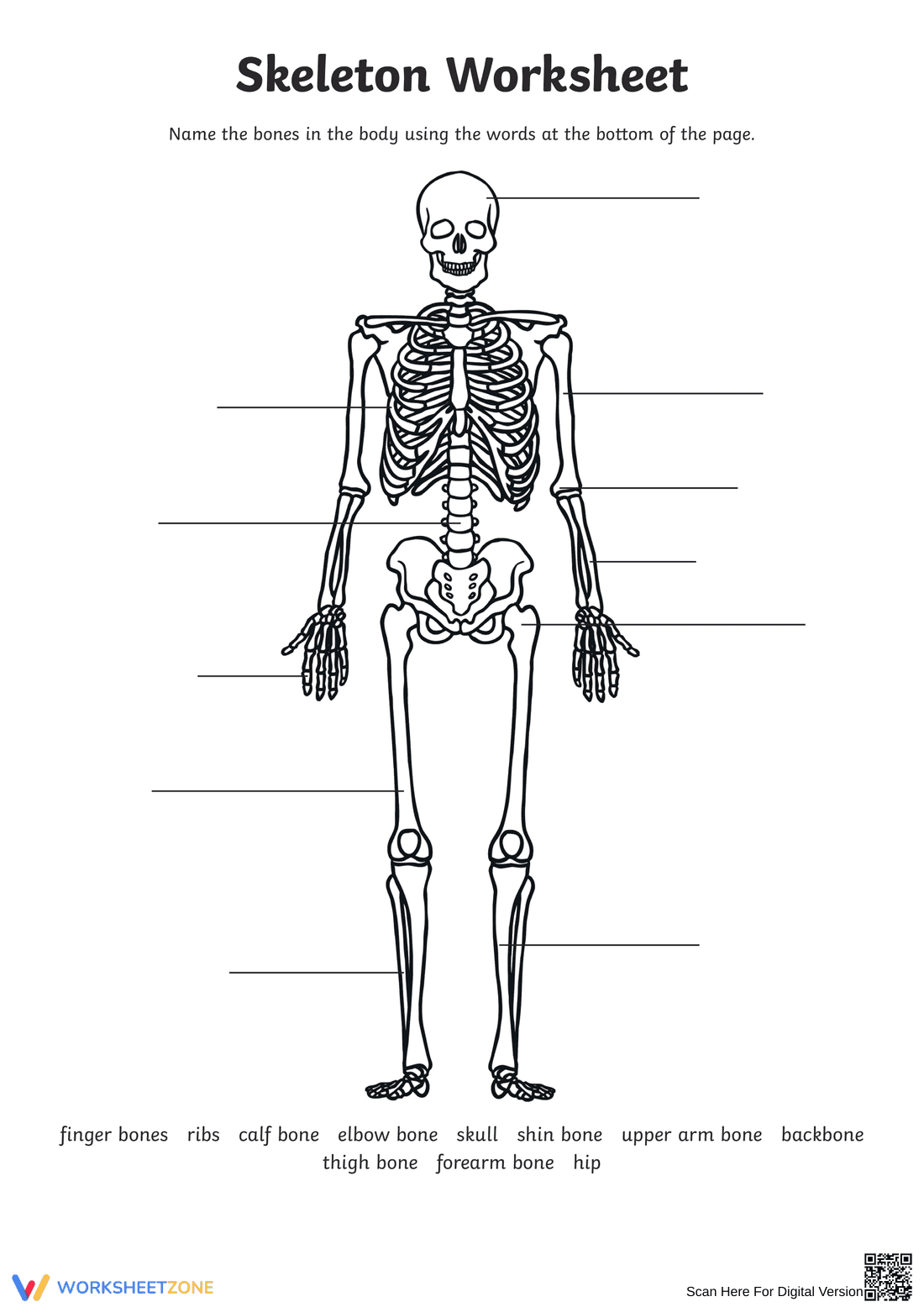Anatomy: Explore the Human Skeleton Worksheet - Page 1