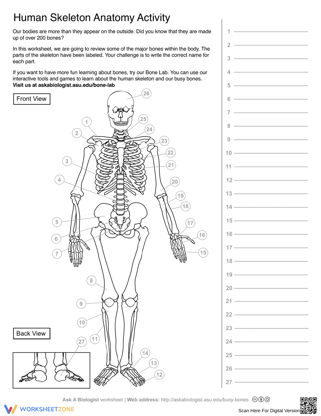Explore Human Skeleton Anatomy Activity - Page 1