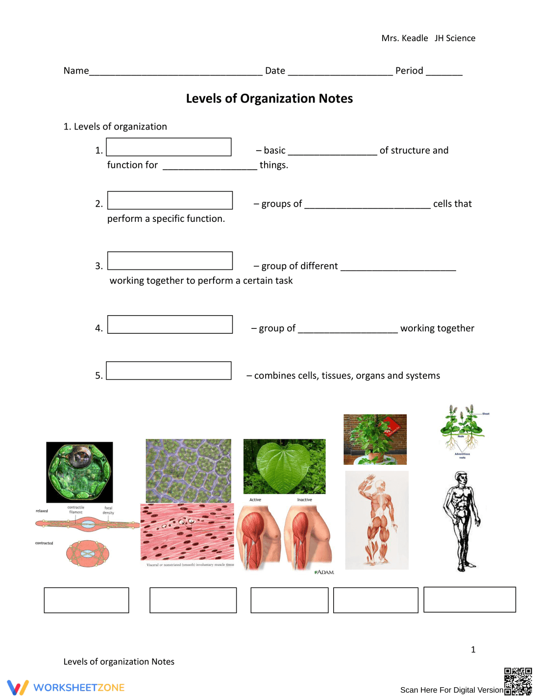 Levels of Organization Notes Worksheet - Page 1