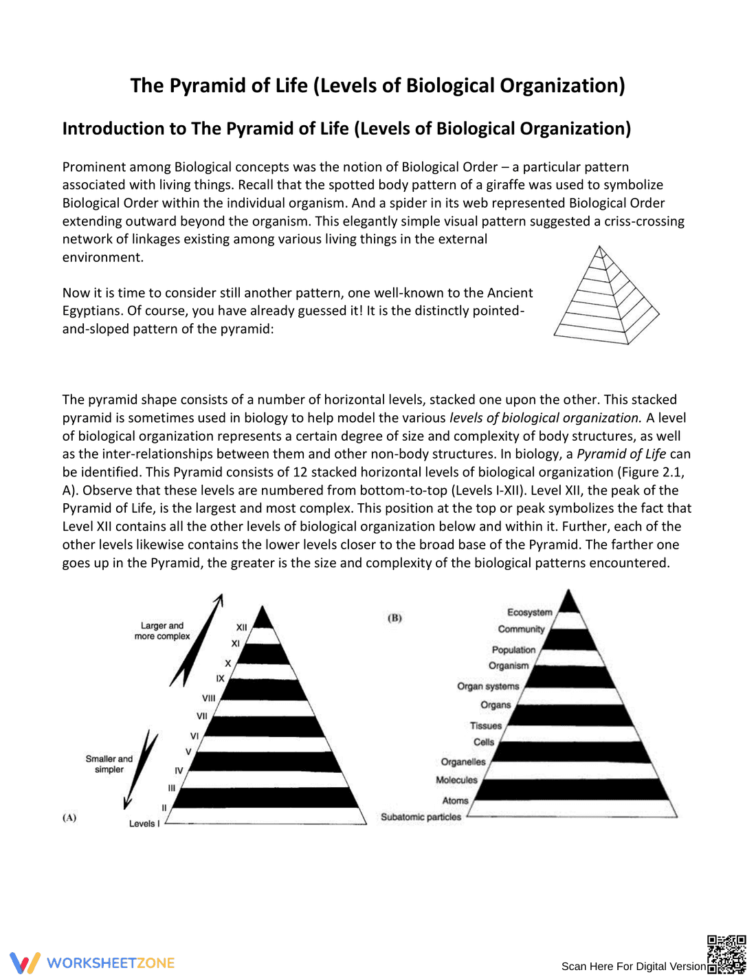 Essential Levels of Biological Organization Worksheet - Page 1