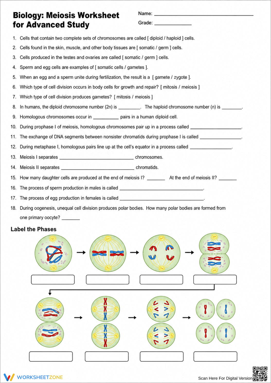 Essential Meiosis & Cell Division Worksheet | Grades 9-12 - Page 1