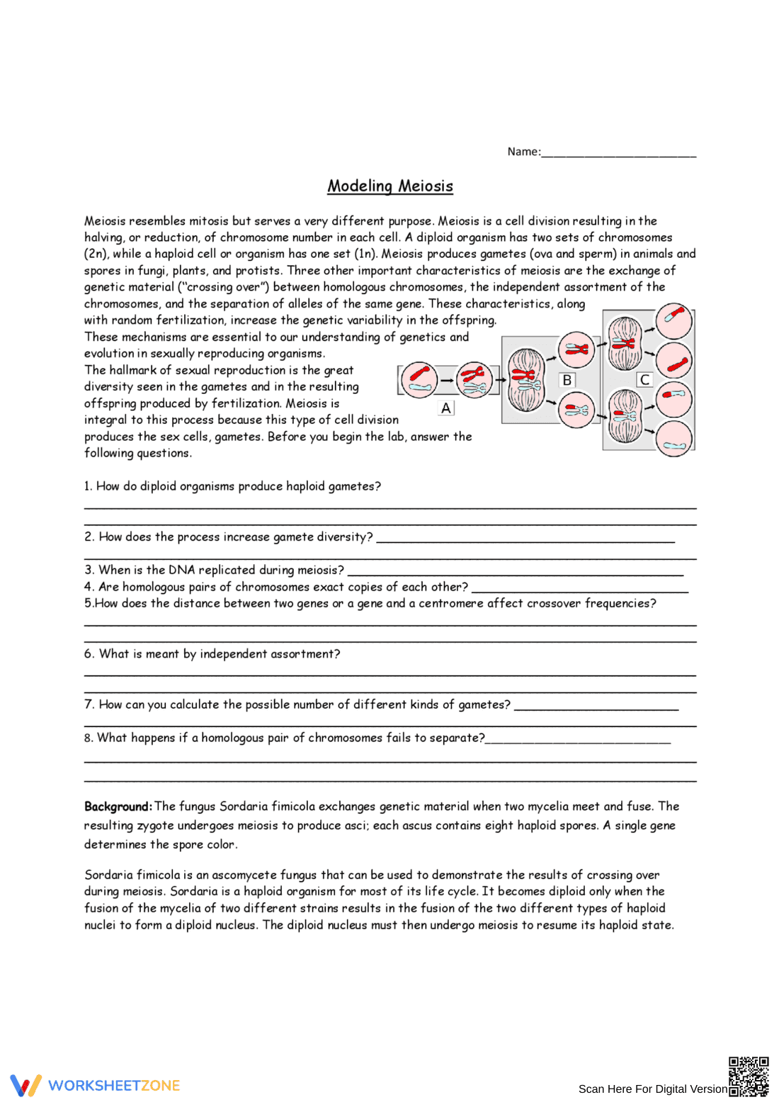 Modeling Meiosis: A Hands-On Learning Worksheet - Page 1