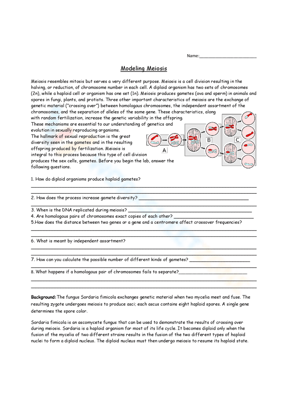 Modeling Meiosis: A Hands-On Learning Worksheet - Page 1