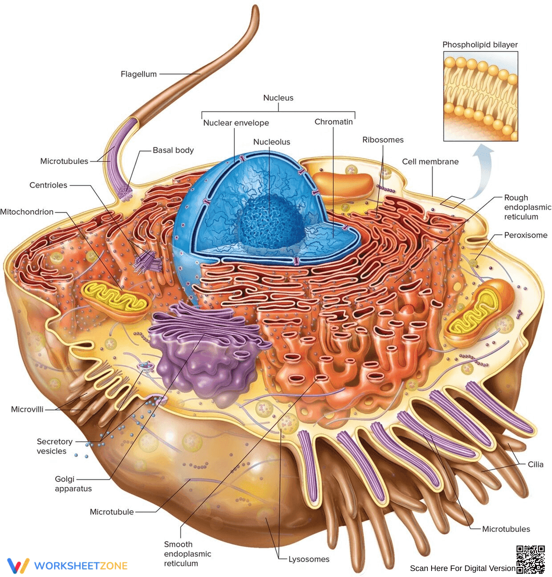 Cell Anatomy Worksheet: Exploring Cell Structure - Page 1