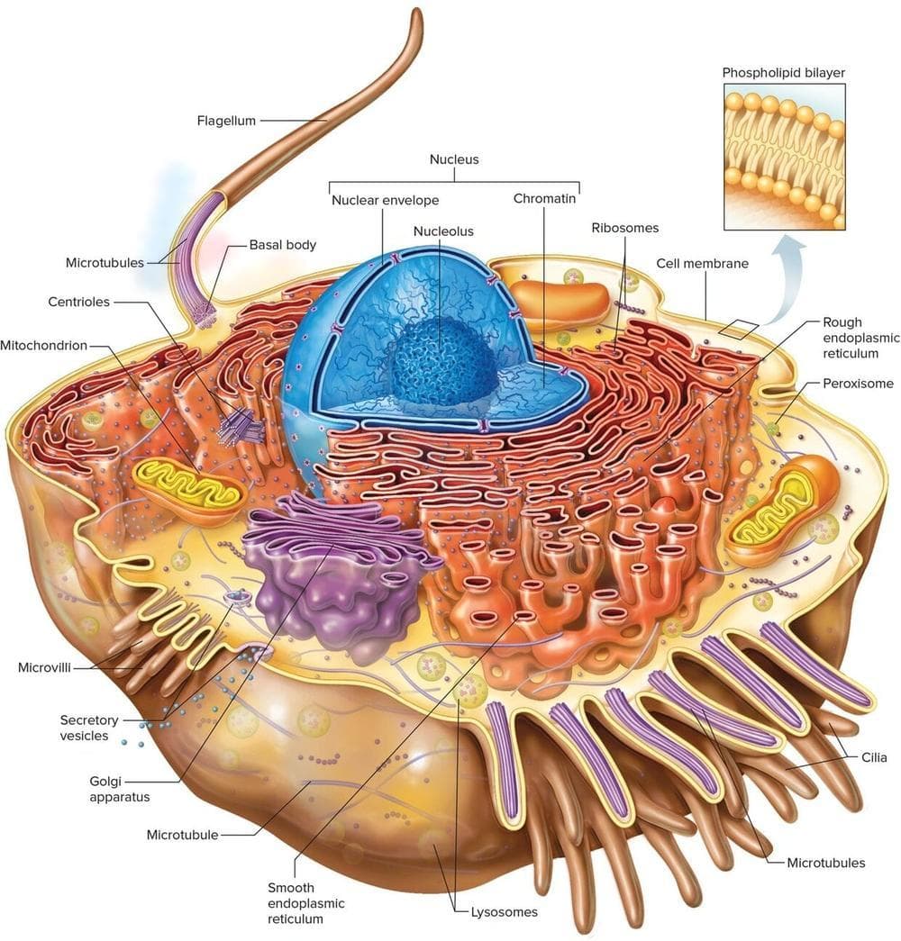 Cell Anatomy Worksheet: Exploring Cell Structure - Page 1