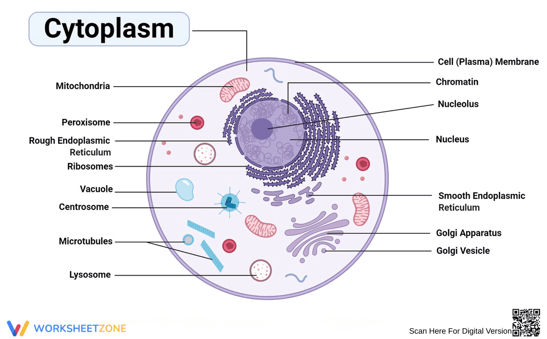 Cytology: Cytoplasm Cell Worksheet for Students - Page 1