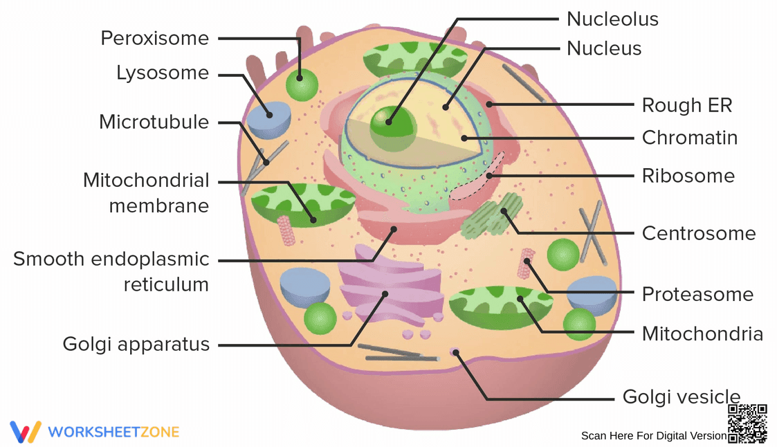 Cell Anatomy Worksheet: Comprehensive Cell Study - Page 1