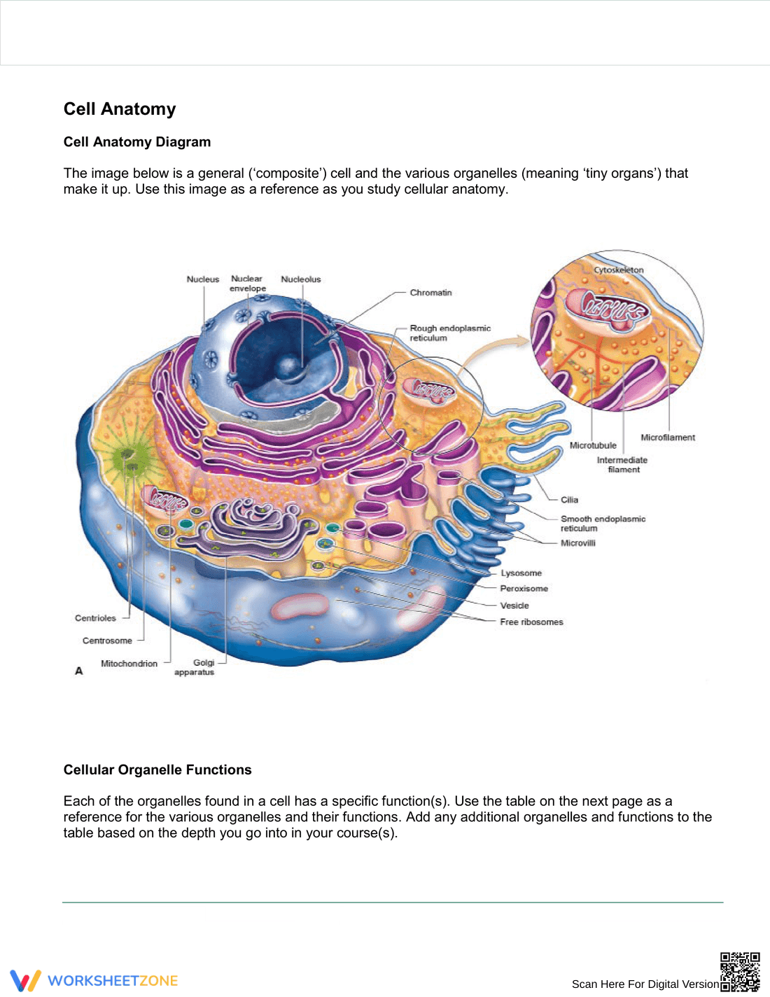 Detailed Cell Anatomy Worksheet: A Biology Guide - Page 1