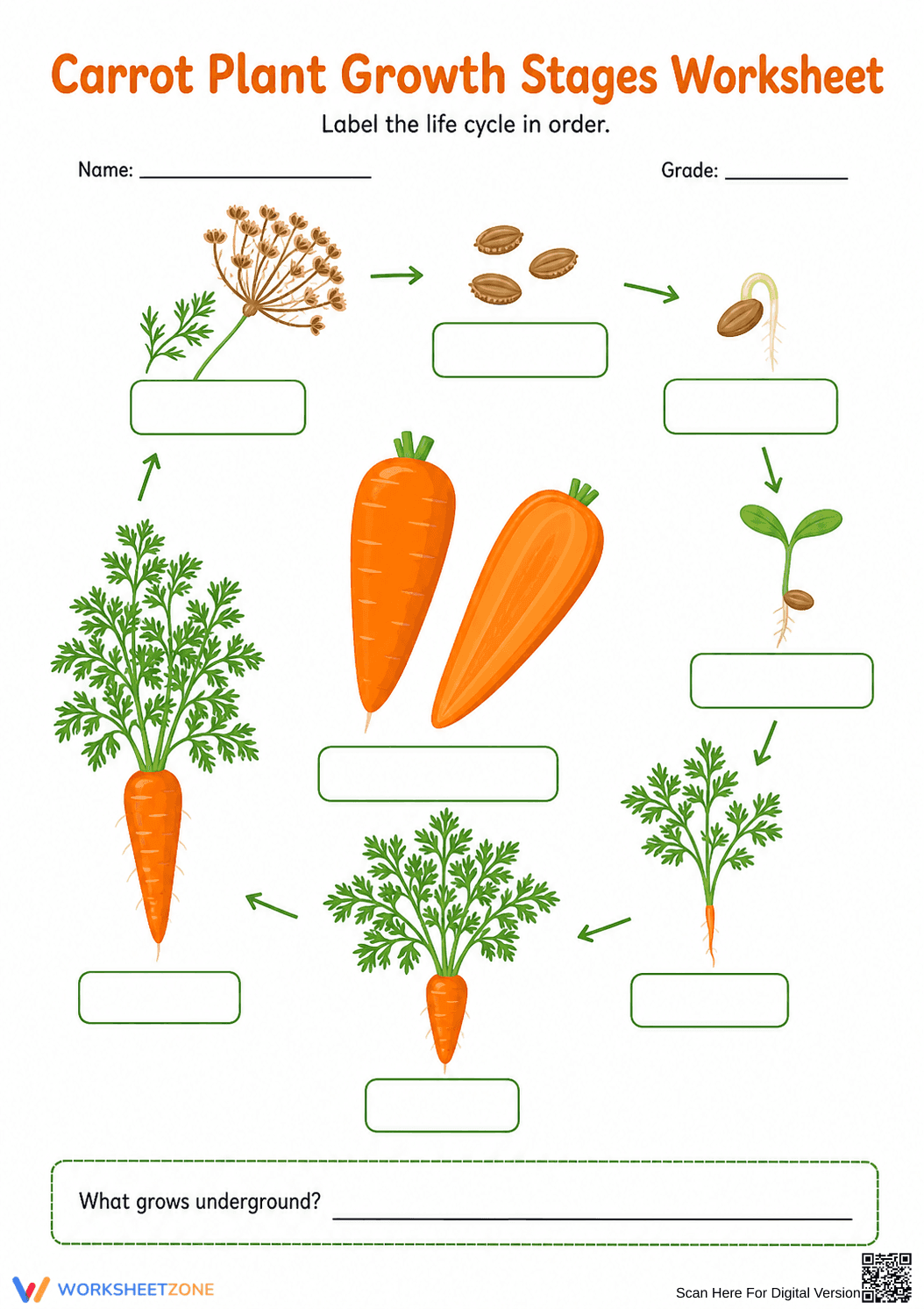 Printable Carrot Life Cycle Worksheet | Grade 3 - Page 1
