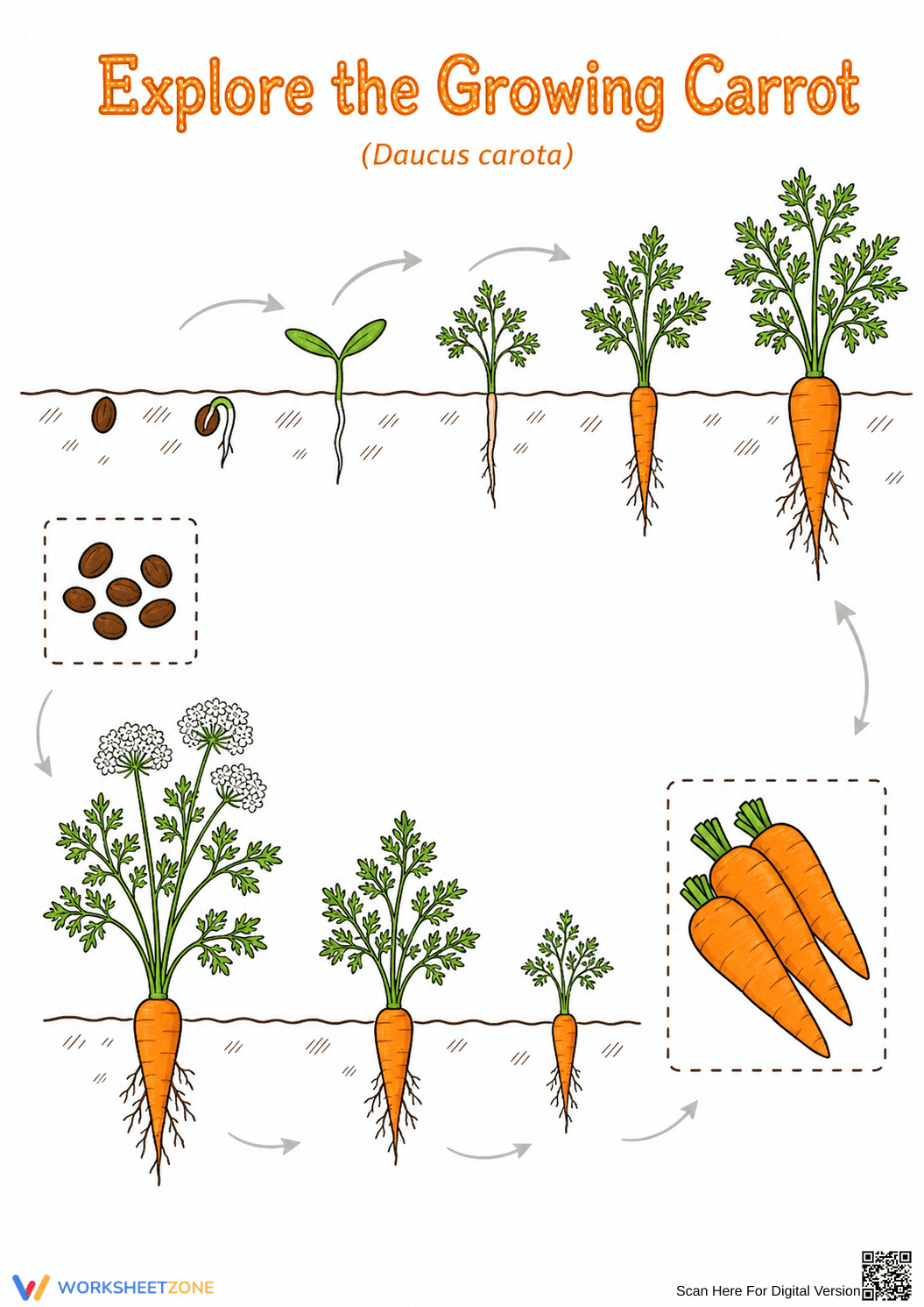 Carrot Life Cycle Printable | Grade 3 Science - Page 1