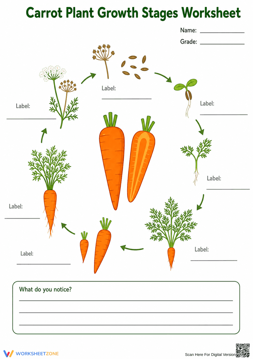 Carrot Life Cycle Worksheet | Grade 3 Essential - Page 1