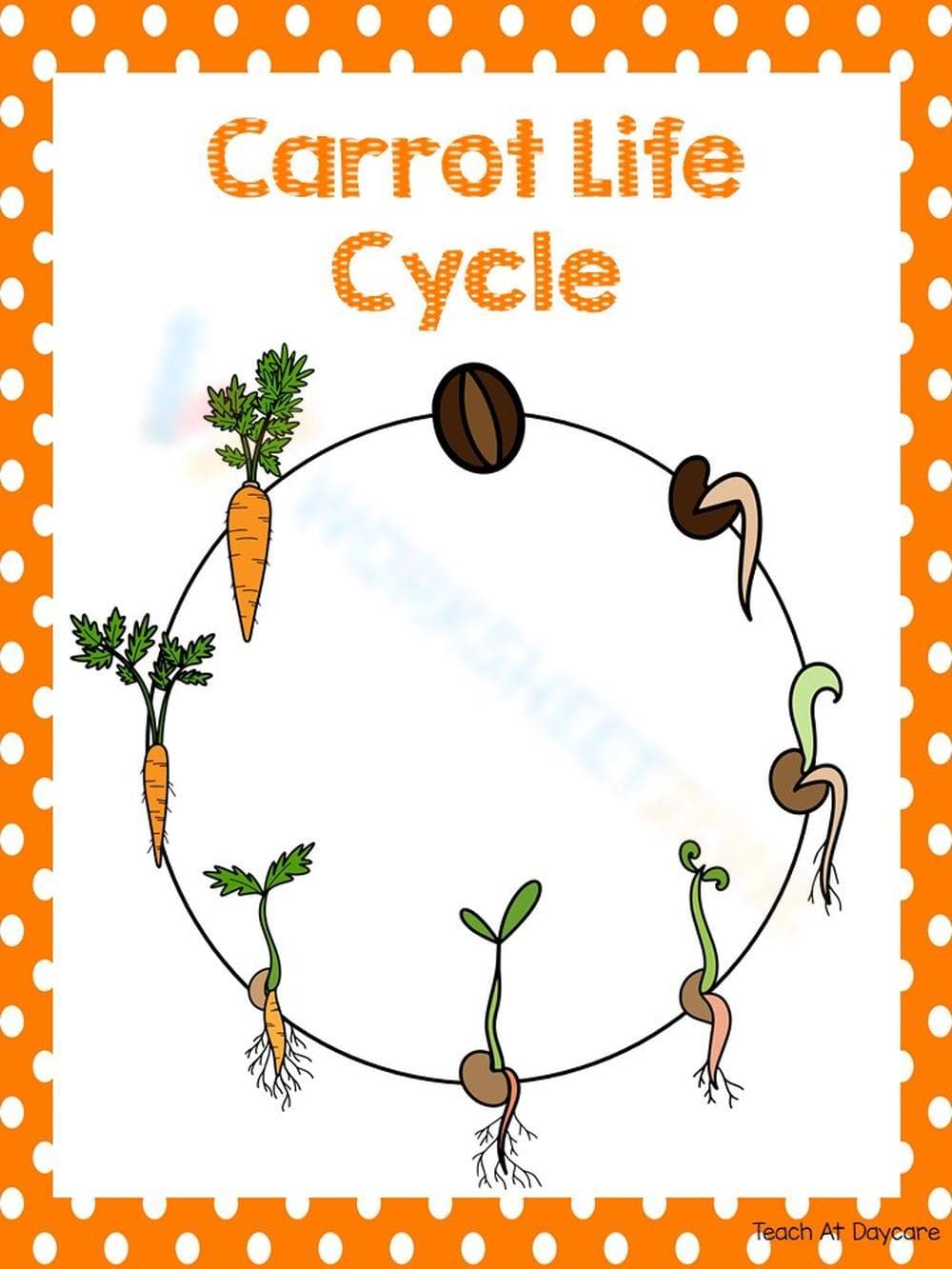 Discover the Carrot Life Cycle - Page 1