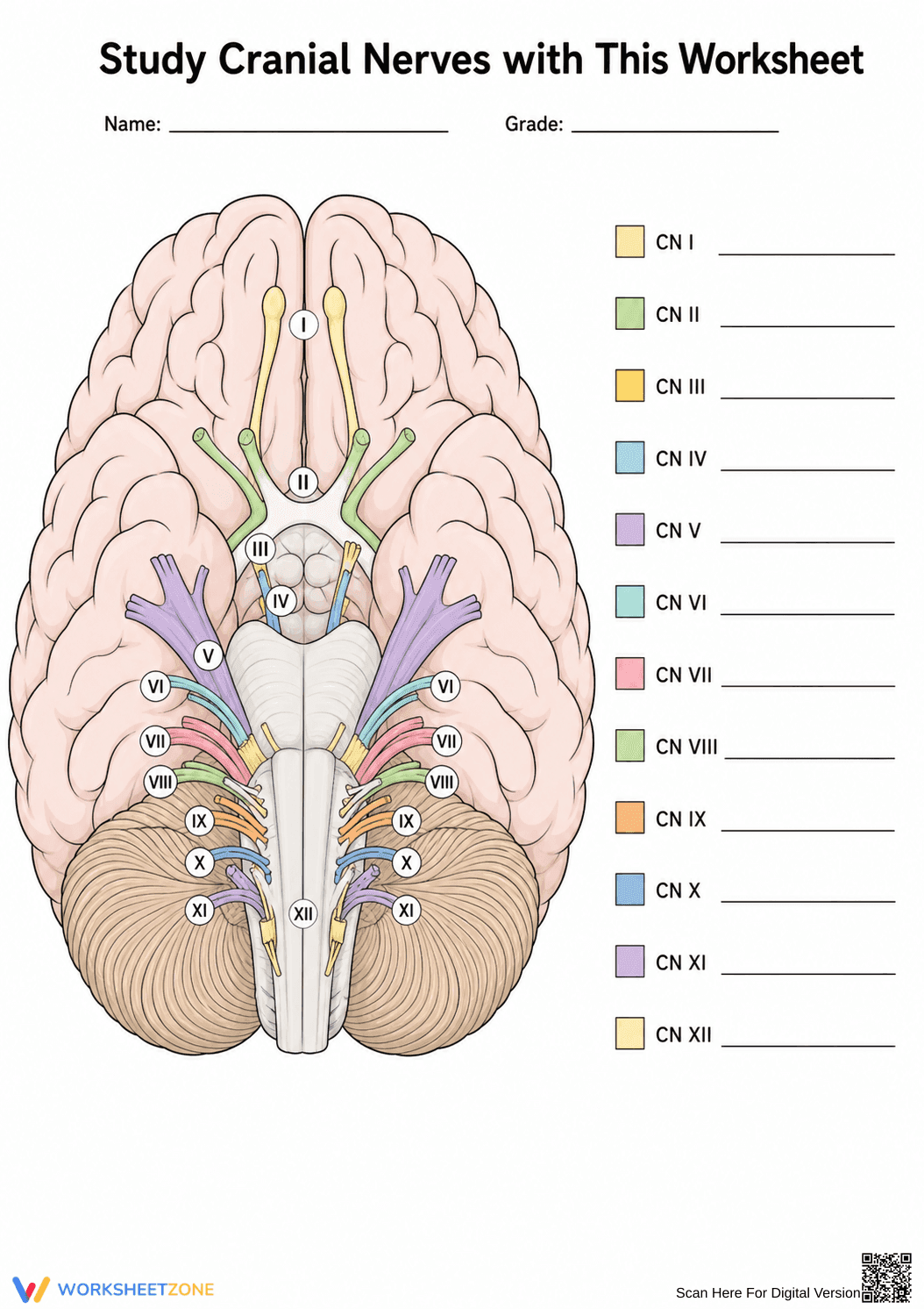 Essential Cranial Nerves Worksheet | Grade 9-12 Biology - Page 1