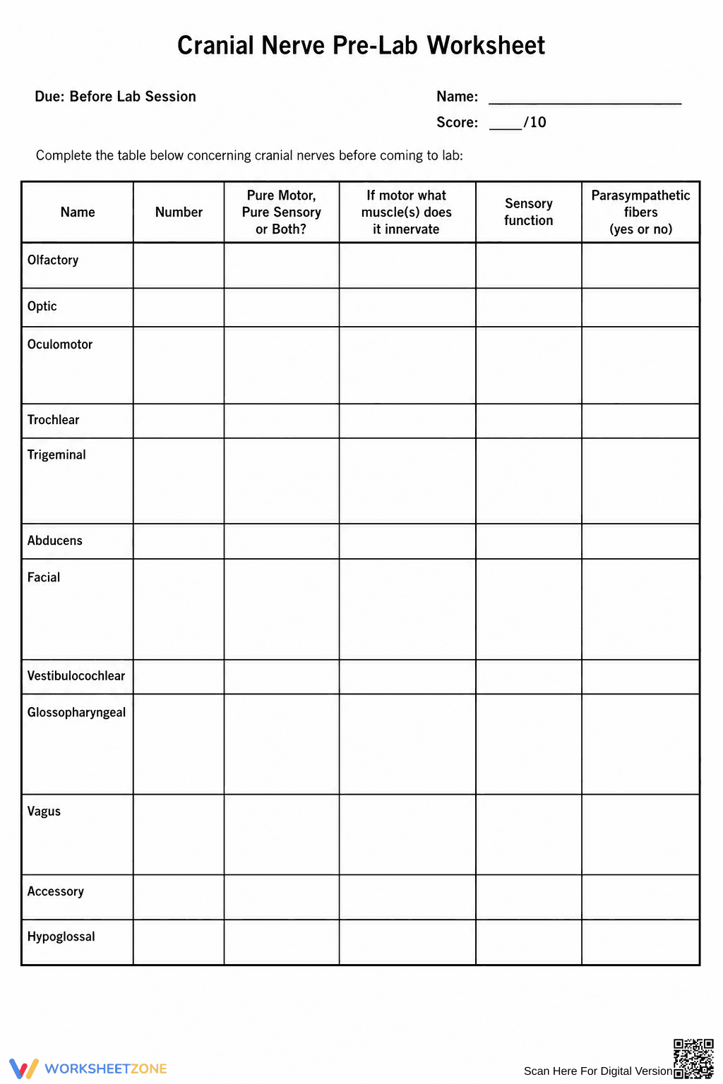 Grade 11-12 Cranial Nerves — Printable No-Prep Worksheet - Page 1