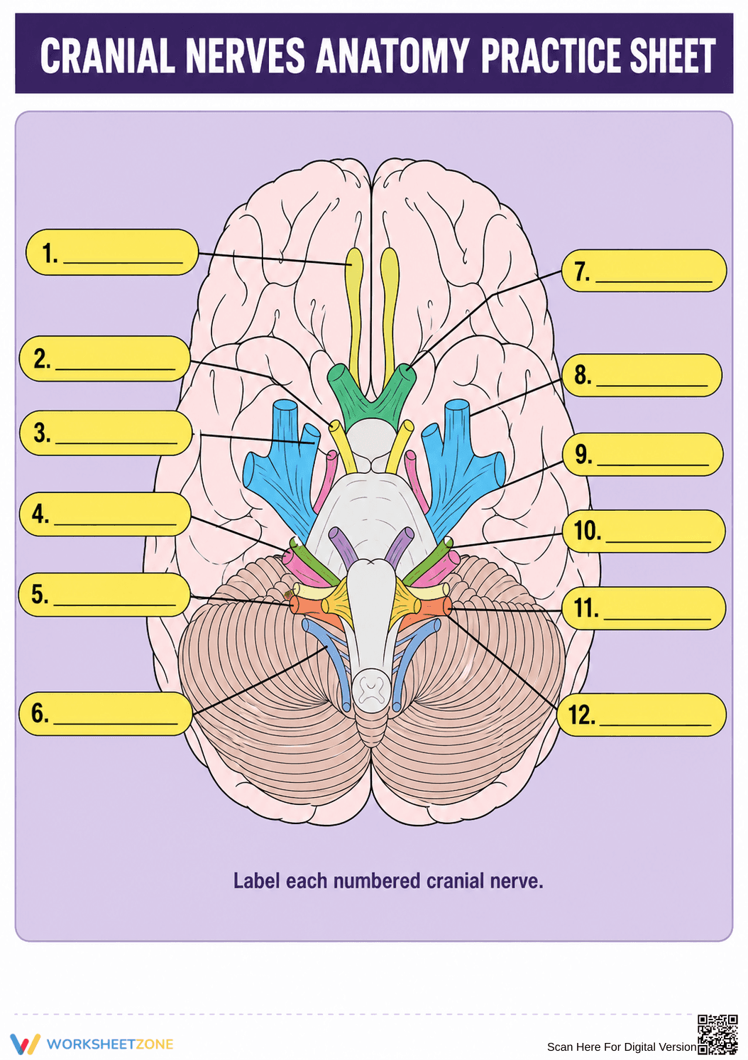 Essential Cranial Nerves Anatomy Practice | Grade 9-12 - Page 1