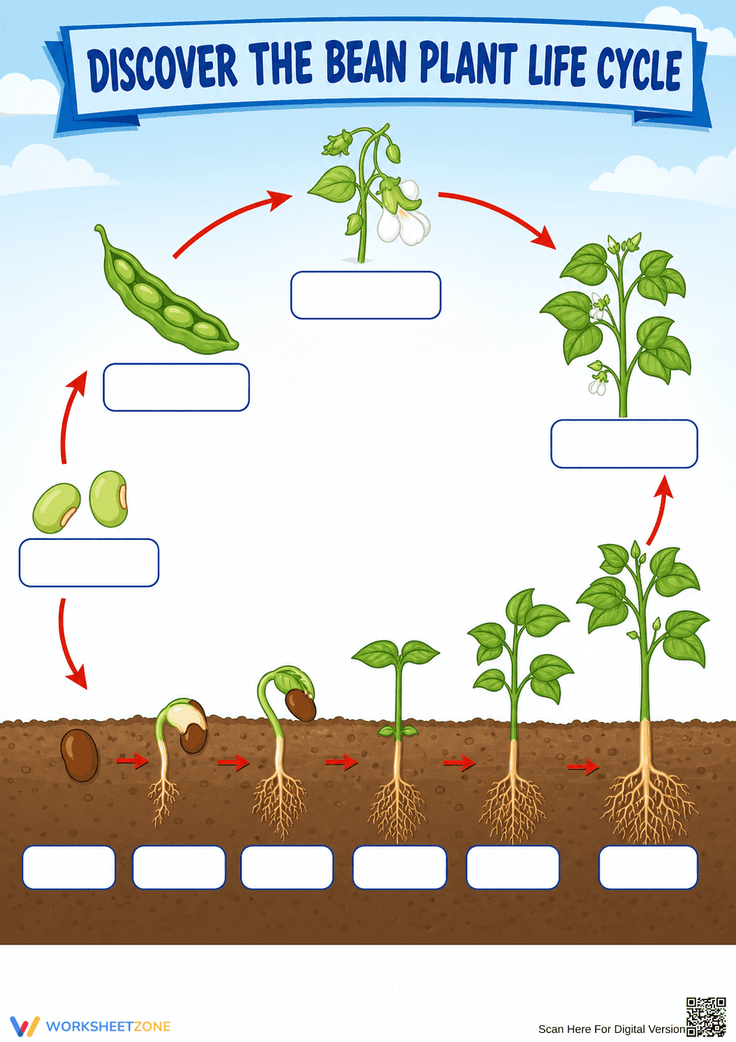 Bean Plant Life Cycle Worksheet | Grade 3 Essential - Page 1