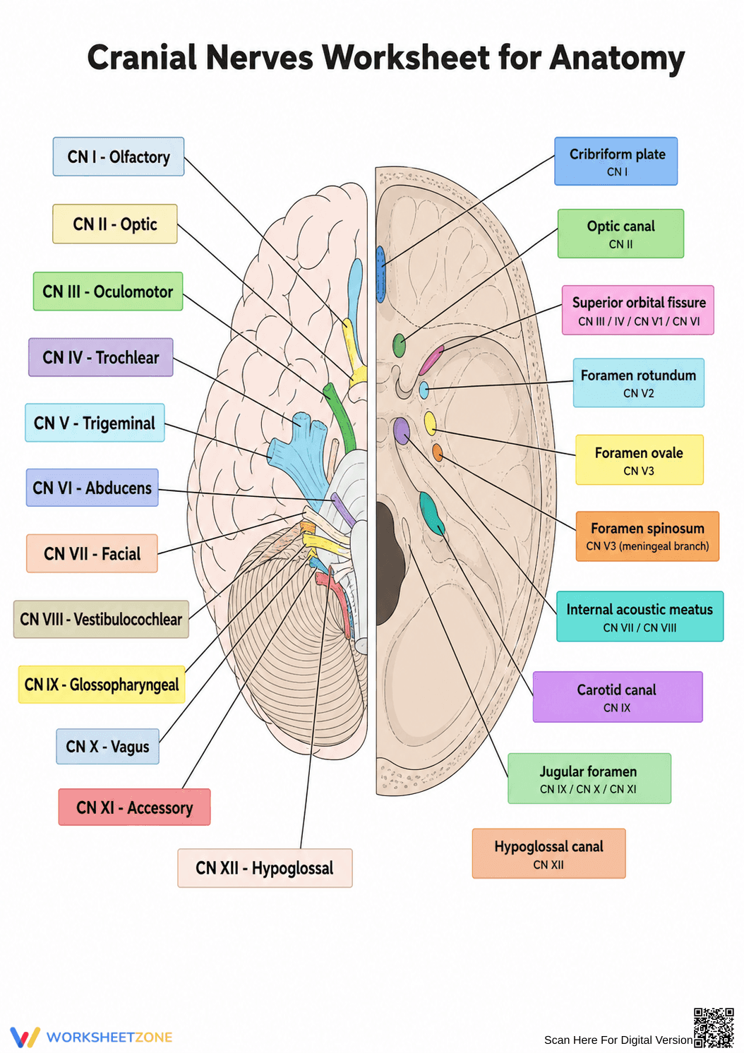 Printable Cranial Nerves Worksheet | Grade 9-12 Anatomy - Page 1