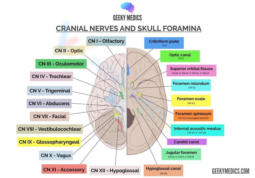 Cranial Nerves Worksheet for Anatomy - Page 1