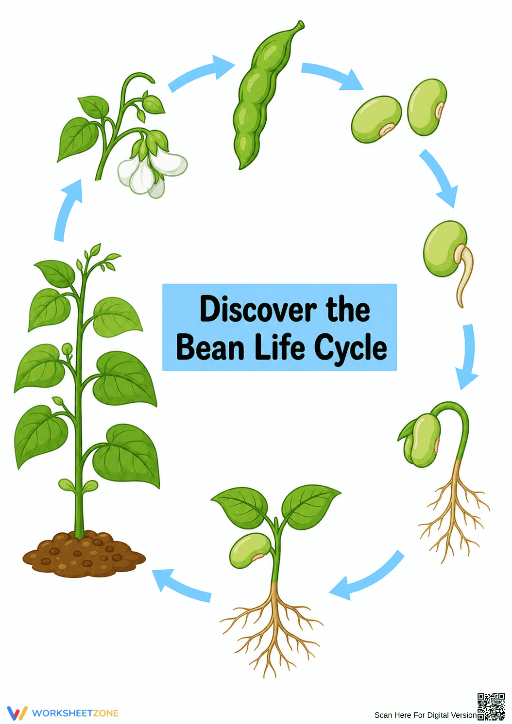 Printable Bean Life Cycle Diagram | Grade 3 Science - Page 1