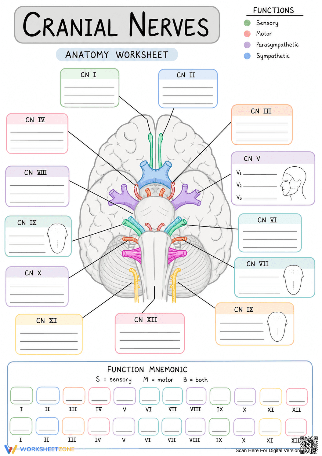 Printable Cranial Nerves Anatomy Worksheet | Grades 9-12 - Page 1