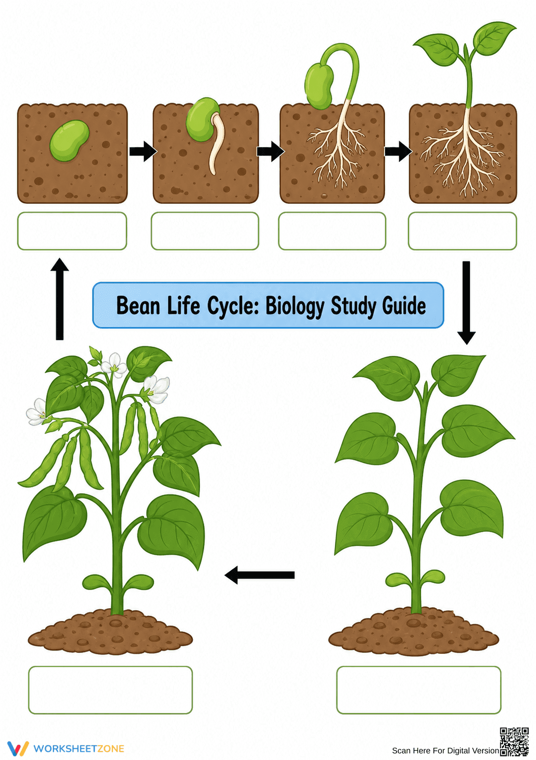 Bean Life Cycle Worksheet | Grade 3 Essential Guide - Page 1