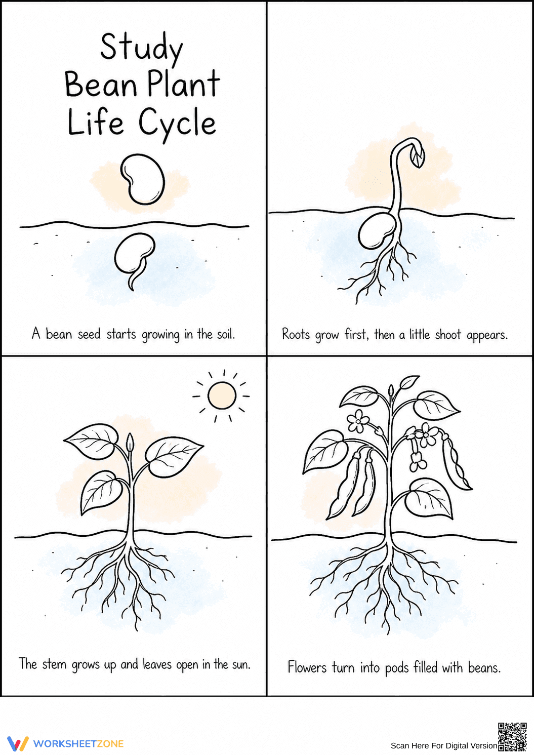 Bean Plant Life Cycle Worksheet | Grade 3 Printable - Page 1